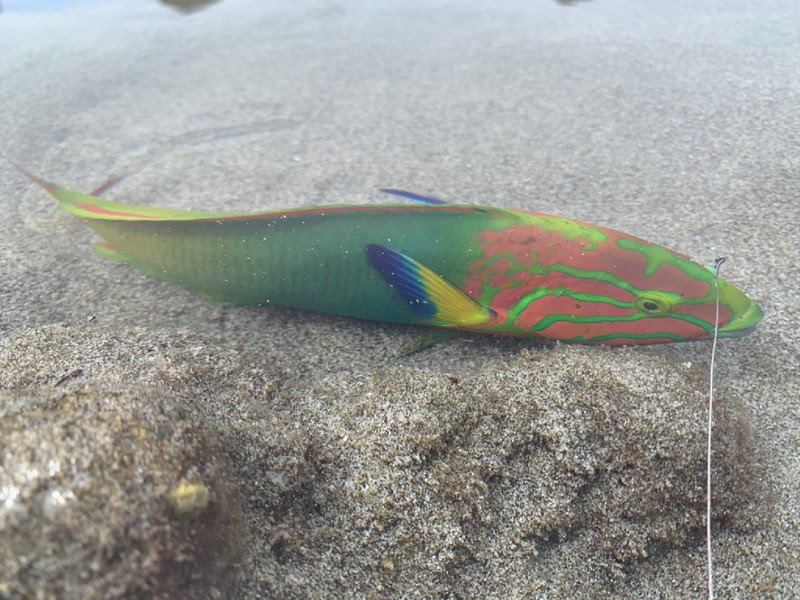 質問に添付された魚の写真