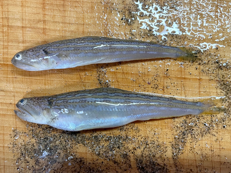 質問に添付された魚の写真