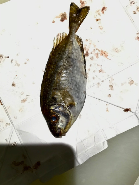 質問に添付された魚の写真