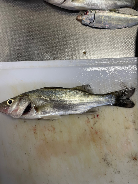 質問に添付された魚の写真