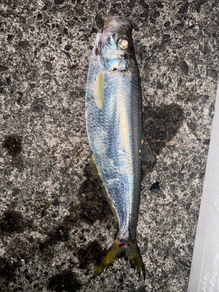 質問に添付された魚の写真