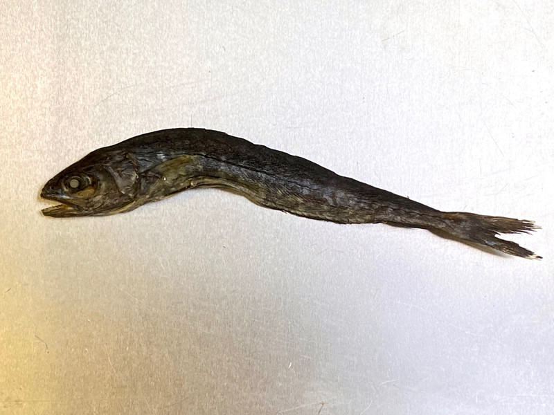 質問に添付された魚の写真