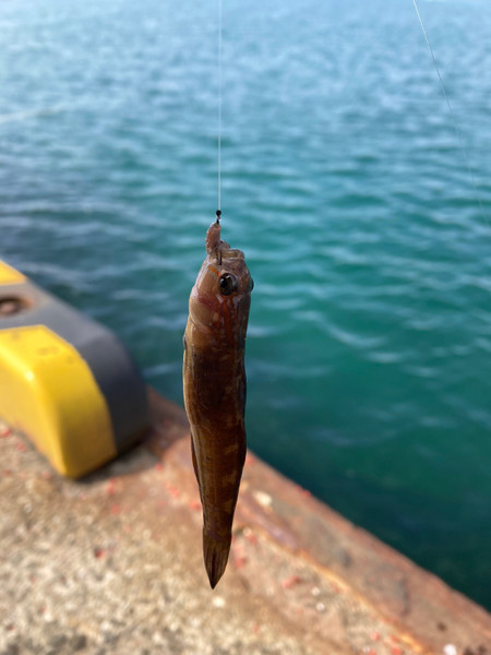 質問に添付された魚の写真