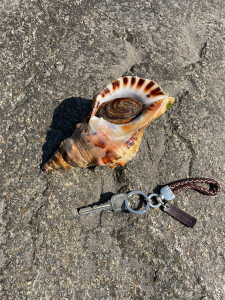 質問に添付された魚の写真
