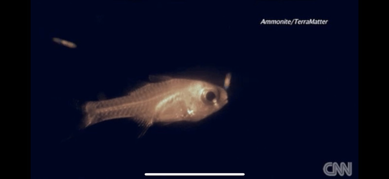 質問に添付された魚の写真