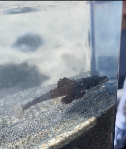 質問に添付された魚の写真