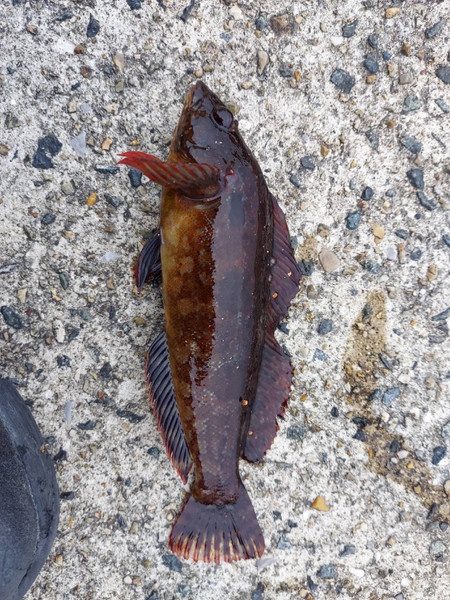 質問に添付された魚の写真