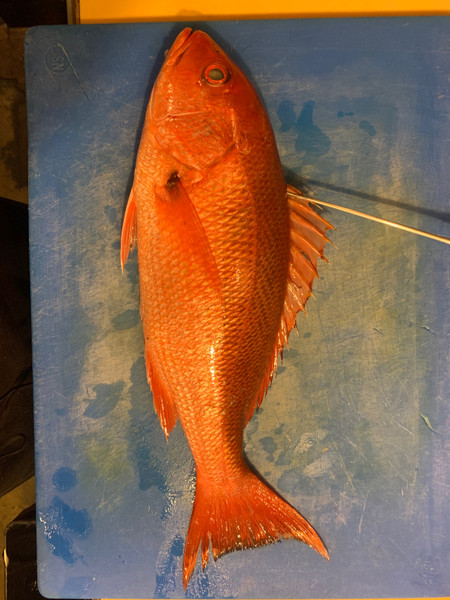 質問に添付された魚の写真