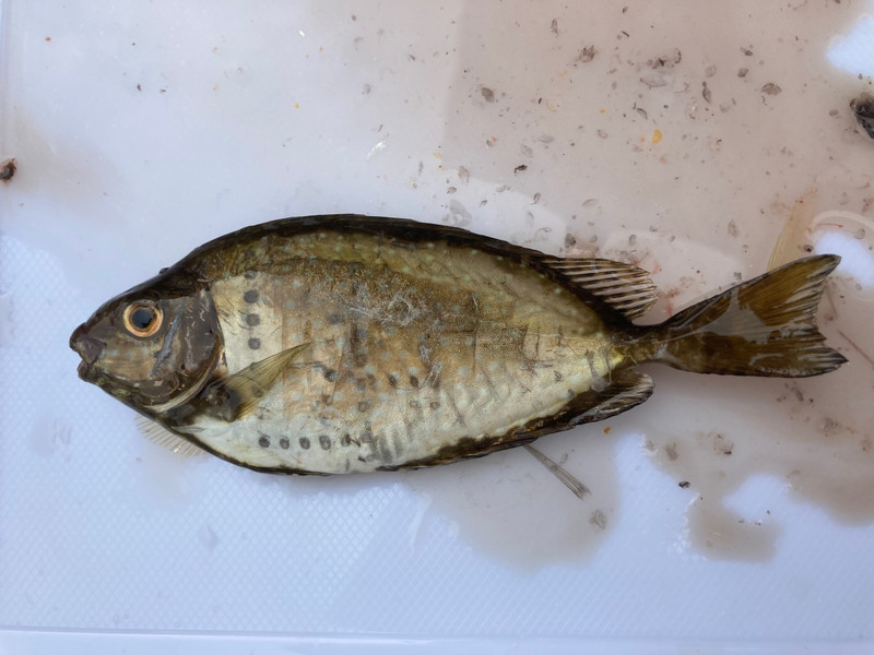 質問に添付された魚の写真
