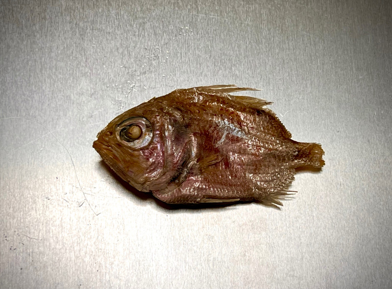 質問に添付された魚の写真