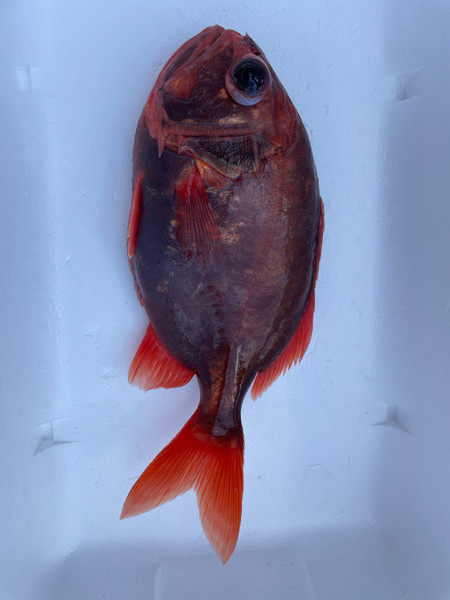 質問に添付された魚の写真