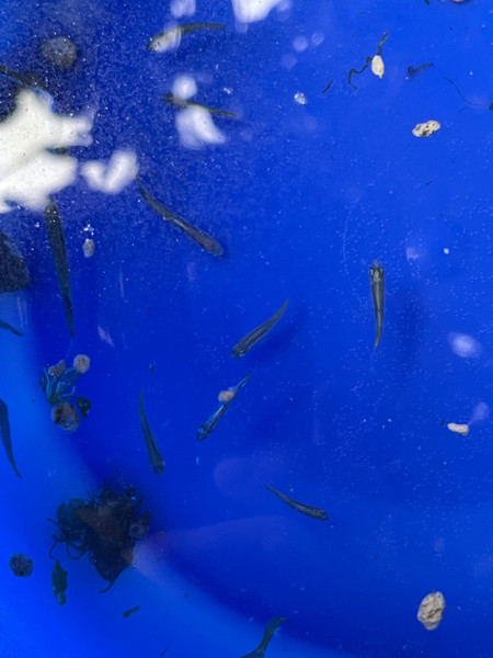 質問に添付された魚の写真