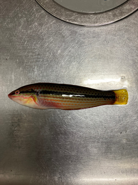 質問に添付された魚の写真
