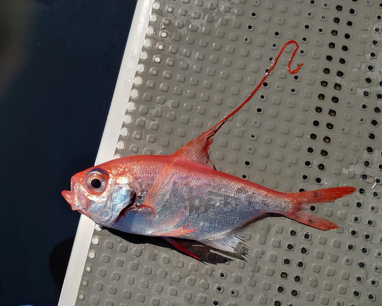 質問に添付された魚の写真