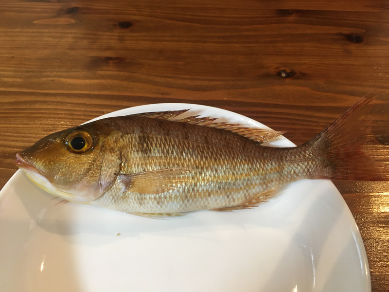 質問に添付された魚の写真