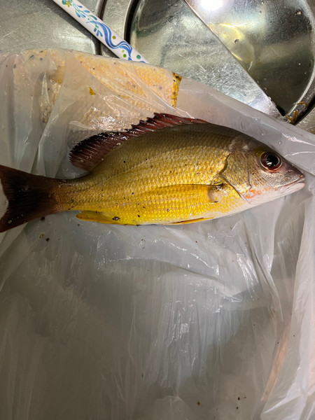 質問に添付された魚の写真