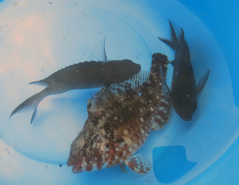 質問に添付された魚の写真