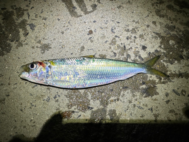 質問に添付された魚の写真