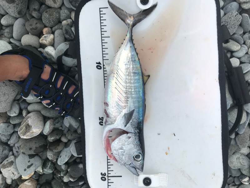 質問に添付された魚の写真