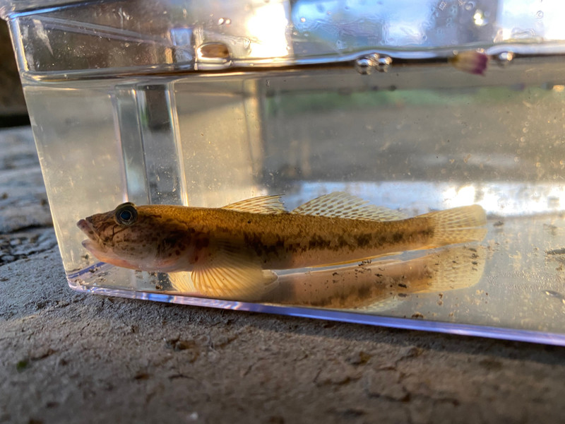 質問に添付された魚の写真