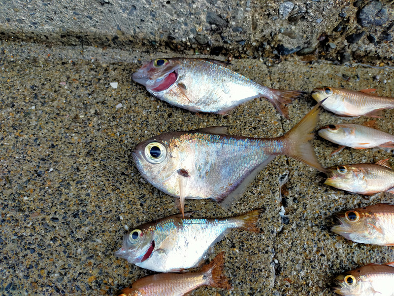 質問に添付された魚の写真