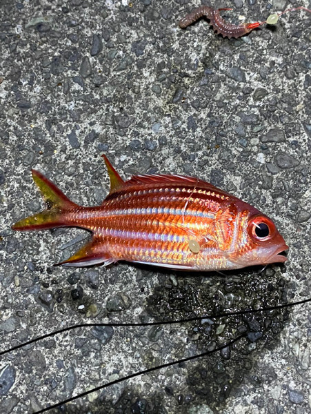 質問に添付された魚の写真