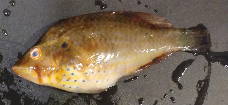 質問に添付された魚の写真