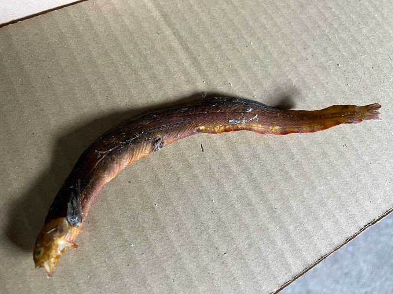 質問に添付された魚の写真