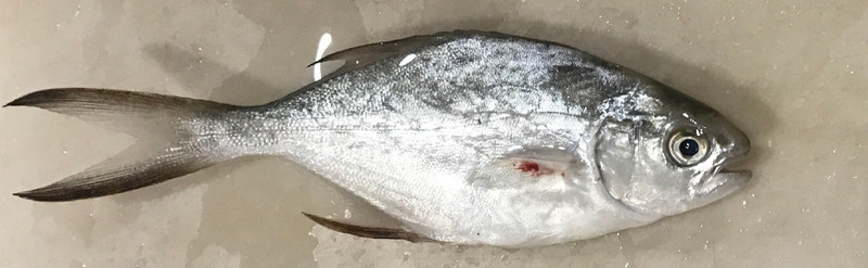 質問に添付された魚の写真