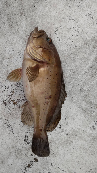 質問に添付された魚の写真