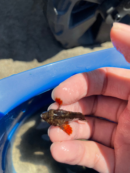 質問に添付された魚の写真