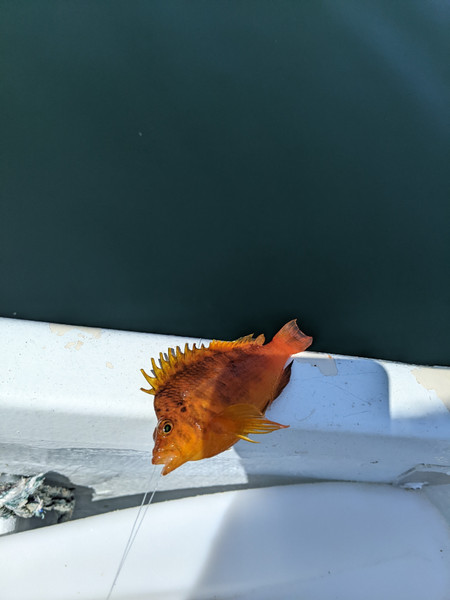 質問に添付された魚の写真