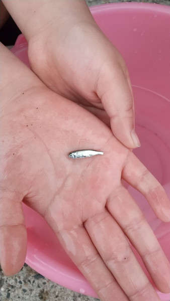 質問に添付された魚の写真