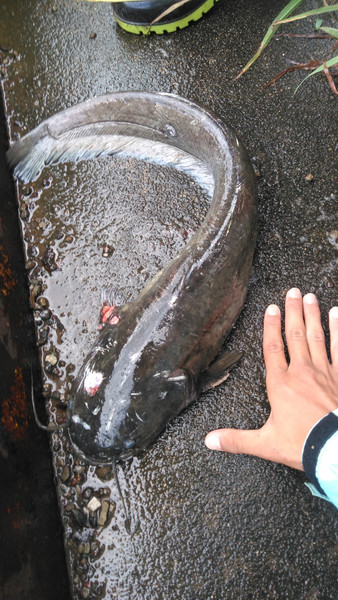 質問に添付された魚の写真