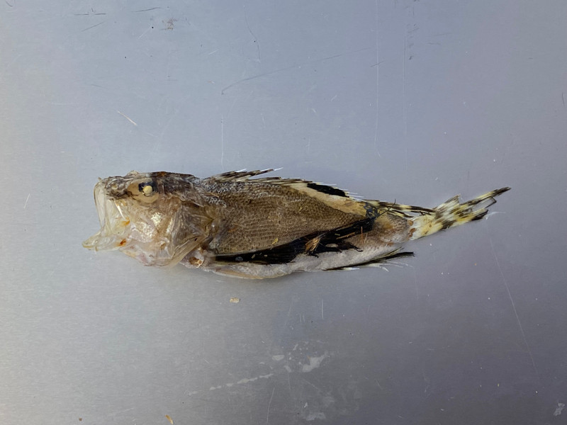 質問に添付された魚の写真