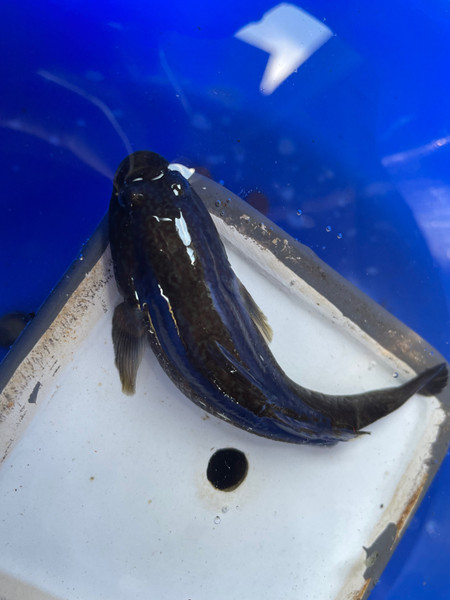 質問に添付された魚の写真
