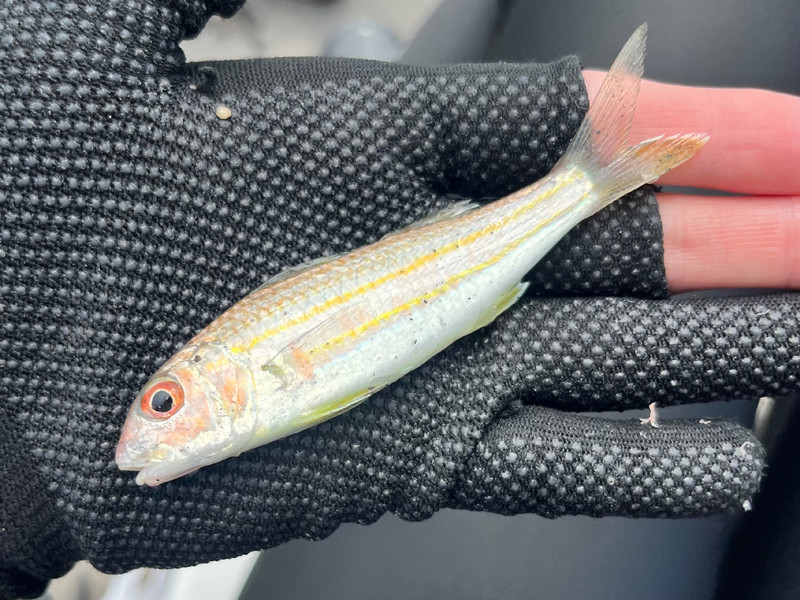 質問に添付された魚の写真