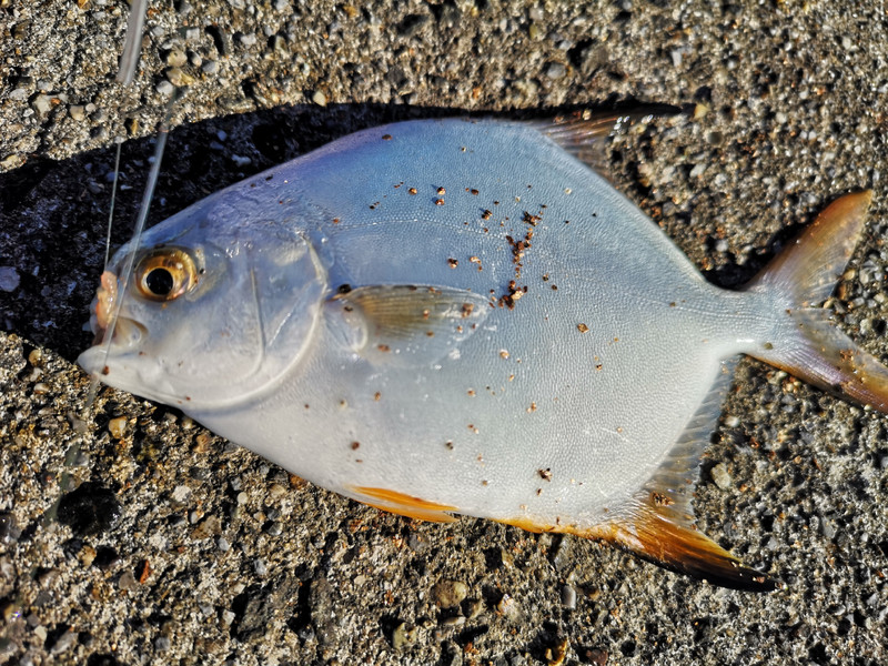 質問に添付された魚の写真