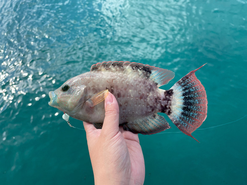 質問に添付された魚の写真