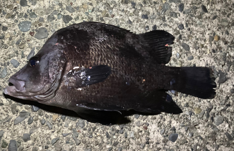 質問に添付された魚の写真