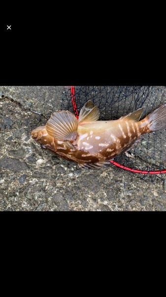 質問に添付された魚の写真