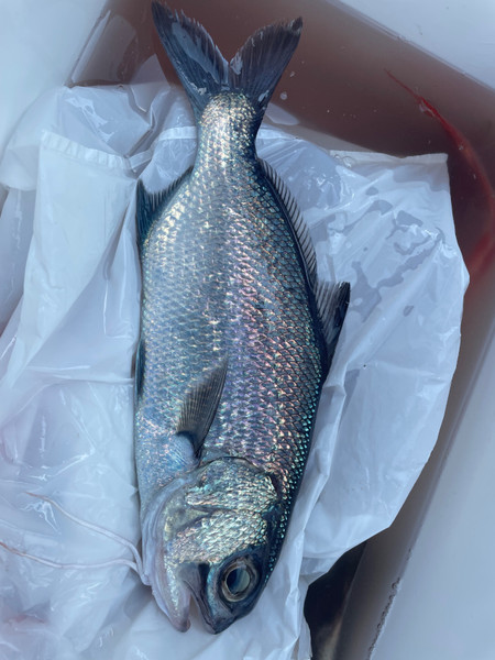 質問に添付された魚の写真