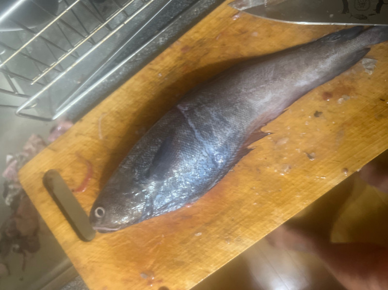 質問に添付された魚の写真