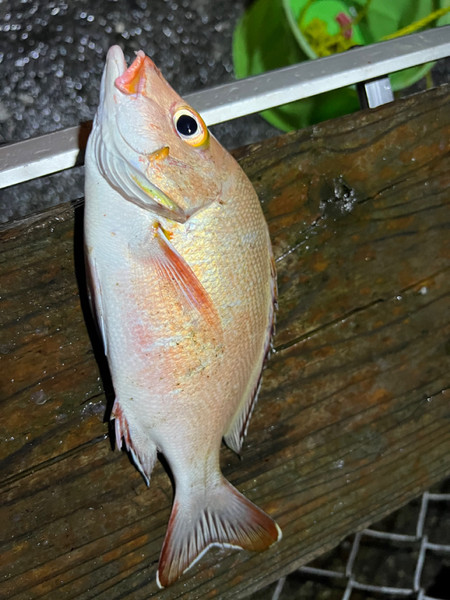 質問に添付された魚の写真