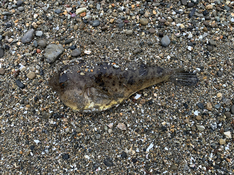 質問に添付された魚の写真