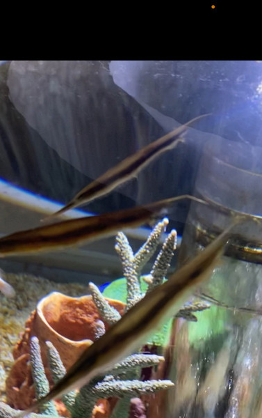 質問に添付された魚の写真