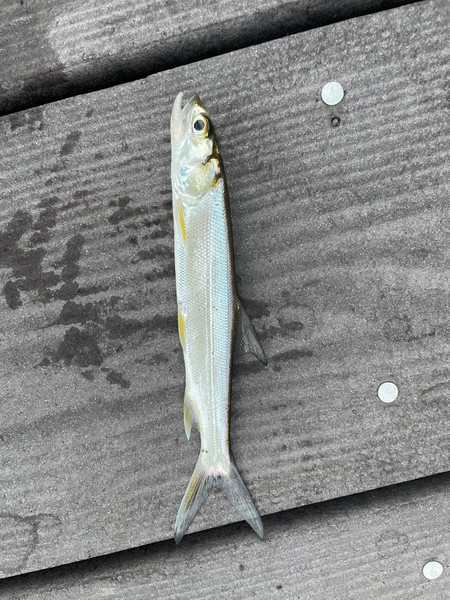 質問に添付された魚の写真