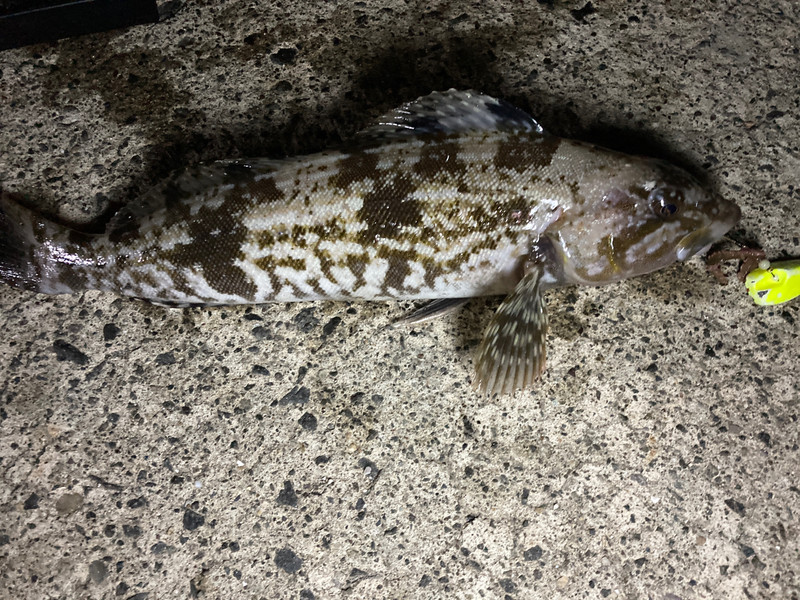 質問に添付された魚の写真