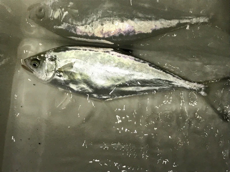 質問に添付された魚の写真