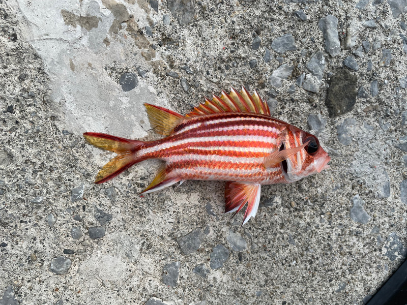 質問に添付された魚の写真